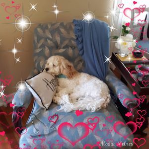 Meet your Posher, Shanda